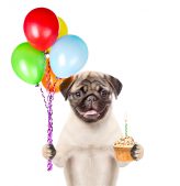 Birthday Pug