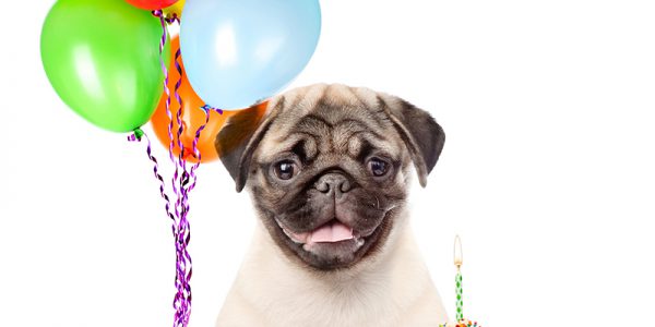 Birthday Pug