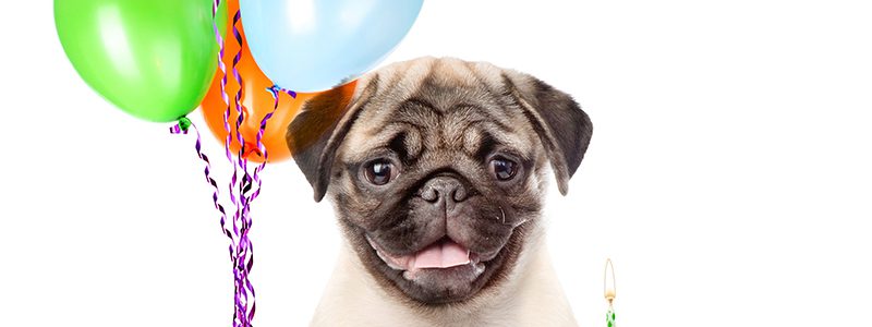 Birthday Pug